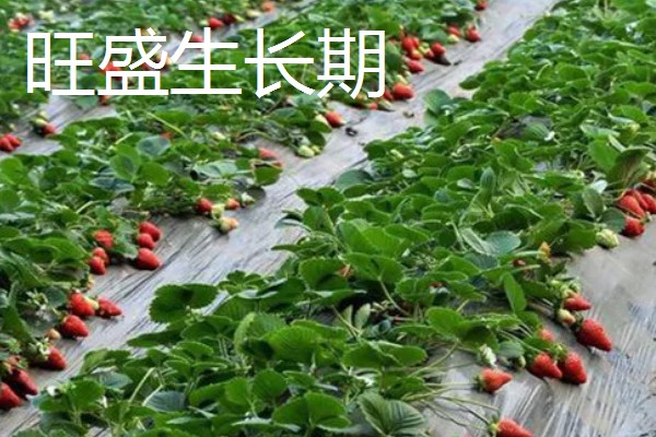 草莓是哪个季节的水果,在6-8月份左右成熟采收