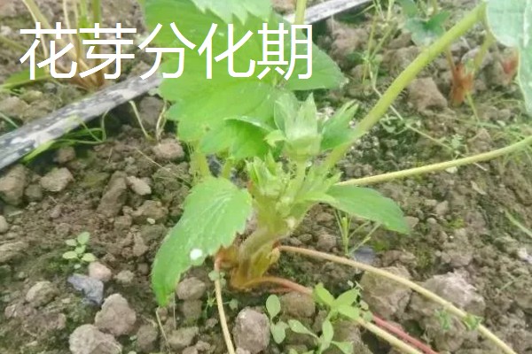 草莓是哪个季节的水果,在6-8月份左右成熟采收