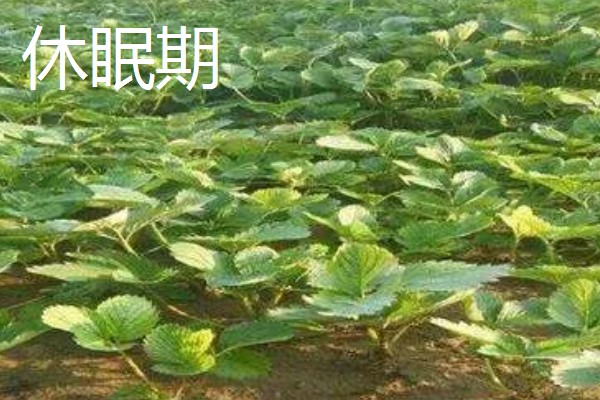 草莓是哪个季节的水果,在6-8月份左右成熟采收