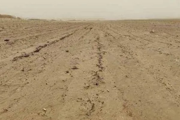 容易缺硼的土壤有哪些，常见沙土、风沙土等土壤