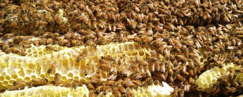 保存巢脾的方法，处理干净后放在恒温环境中