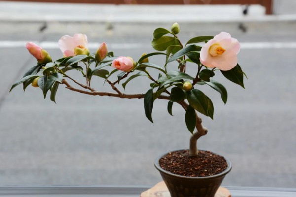 山茶花冬天会冻死吗，可能会冻死