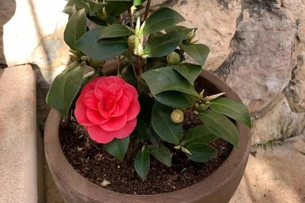 山茶花冬天会冻死吗，可能会冻死