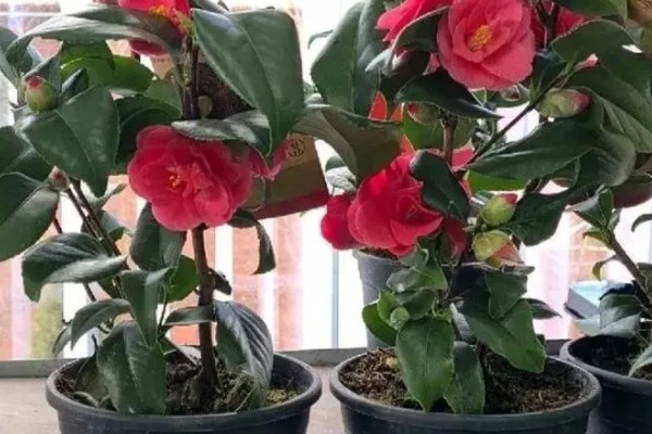 山茶花冬天会冻死吗，可能会冻死