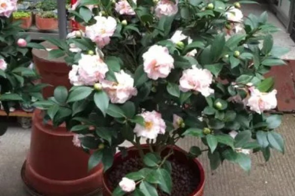 山茶花冬天会冻死吗，可能会冻死