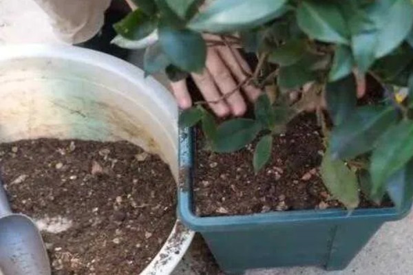 山茶花冬天会冻死吗，可能会冻死