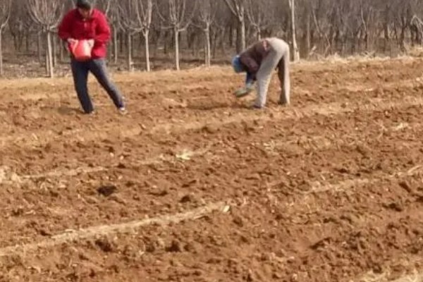 丝瓜如何种植,全年都可以种植