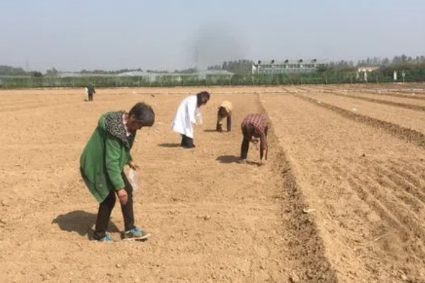 丝瓜如何种植,全年都可以种植