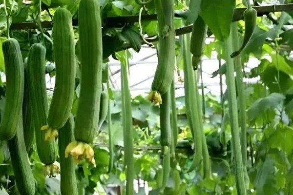 丝瓜如何种植,全年都可以种植