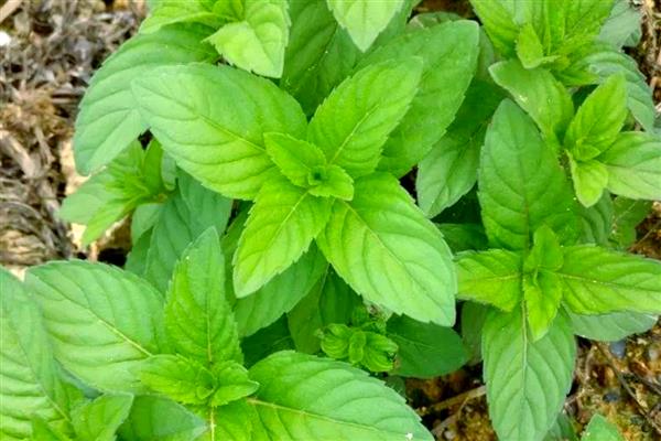 薄荷的生长习性，喜光耐低温