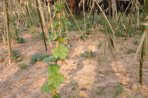 丝瓜如何种植,全年都可以种植