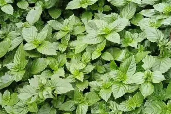 薄荷的生长习性，喜光耐低温