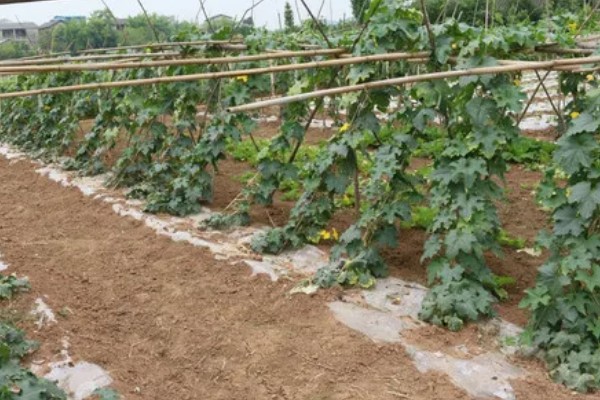 丝瓜如何种植,全年都可以种植