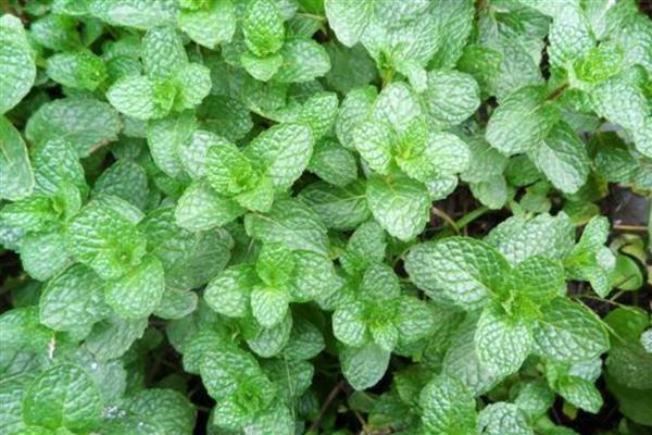 薄荷的生长习性，喜光耐低温