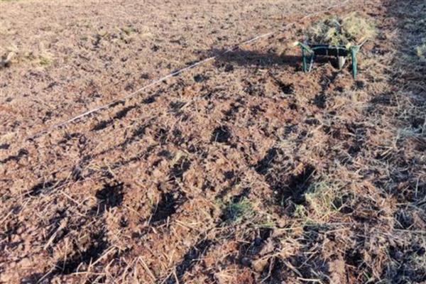 薄荷的生长习性，喜光耐低温