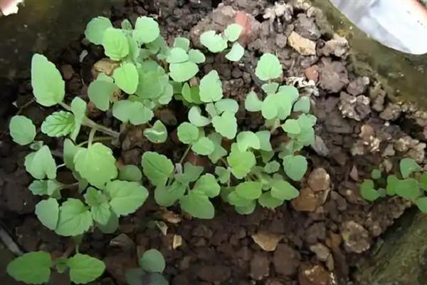 薄荷的生长习性，喜光耐低温