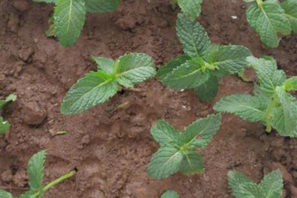 薄荷的生长习性，喜光耐低温