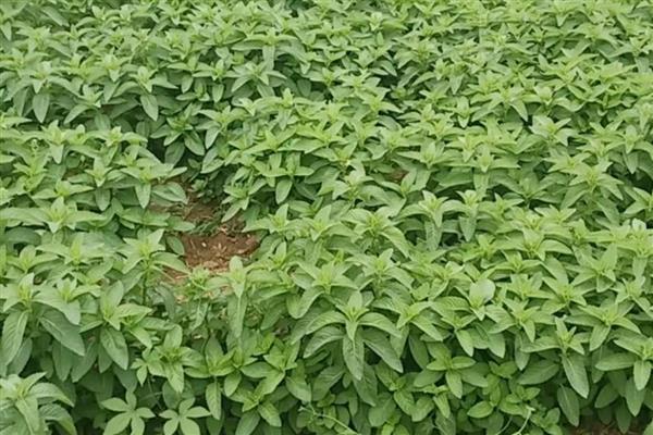 薄荷的生长习性，喜光耐低温