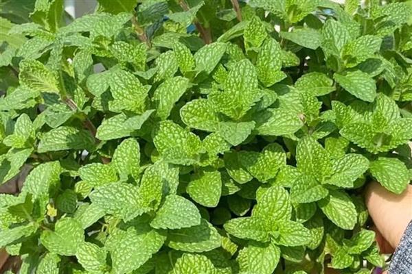 薄荷的生长习性，喜光耐低温