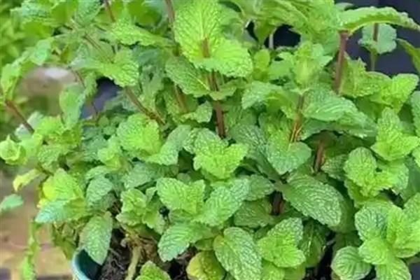薄荷的生长习性，喜光耐低温