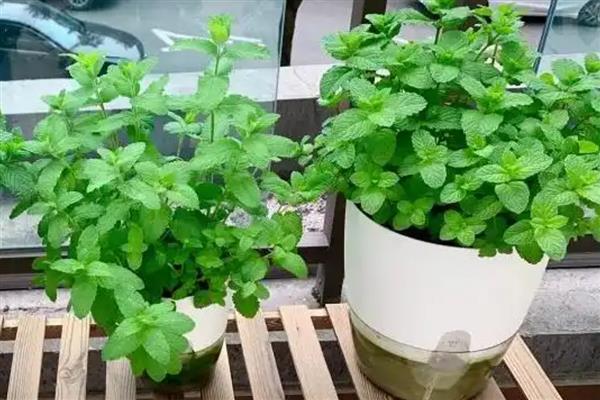 薄荷的生长习性，喜光耐低温