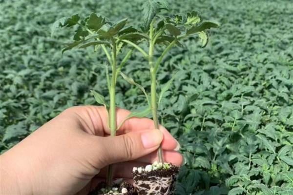 番茄苗被风吹倒了怎么处理,要扶起培土