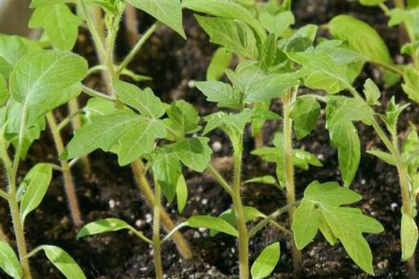 番茄苗被风吹倒了怎么处理,要扶起培土
