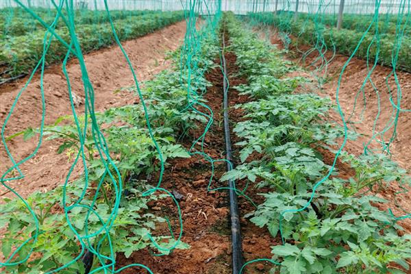 番茄苗被风吹倒了怎么处理,要扶起培土