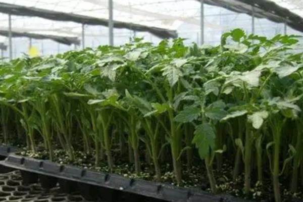 番茄苗被风吹倒了怎么处理,要扶起培土