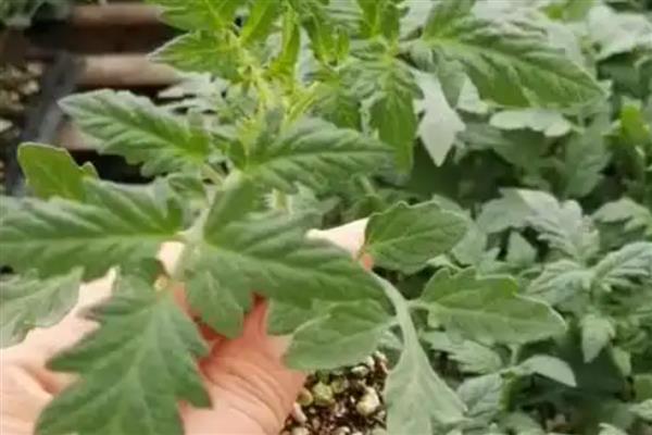 番茄苗被风吹倒了怎么处理,要扶起培土