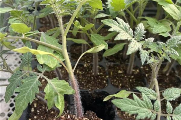 番茄苗被风吹倒了怎么处理,要扶起培土