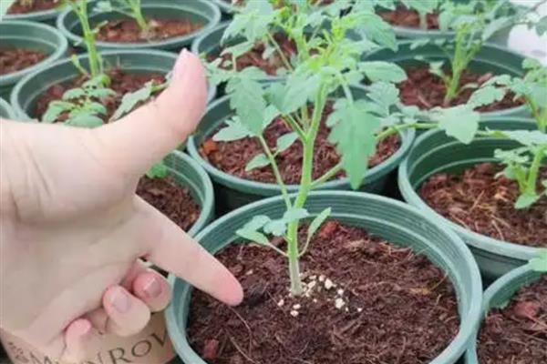 番茄苗被风吹倒了怎么处理,要扶起培土