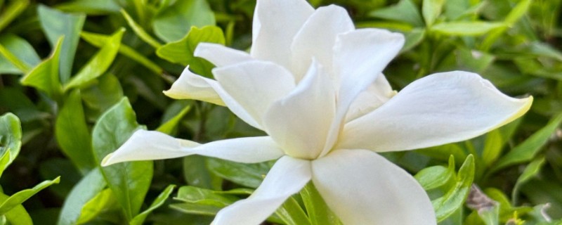 栀子花的养殖方法，适宜生长在光照充足的环境中