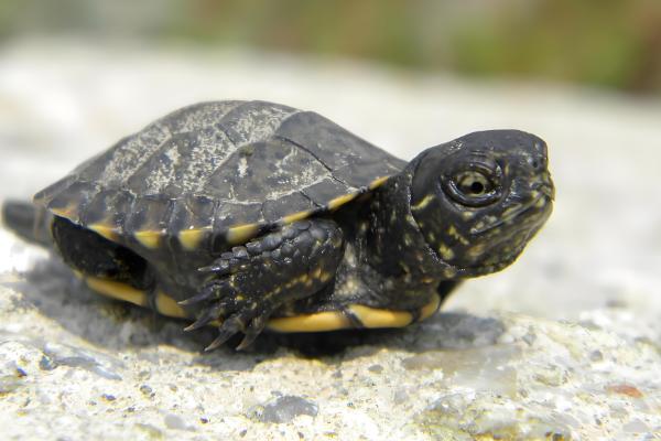 红霉素软膏可以擦乌龟眼睛吗，不可以擦