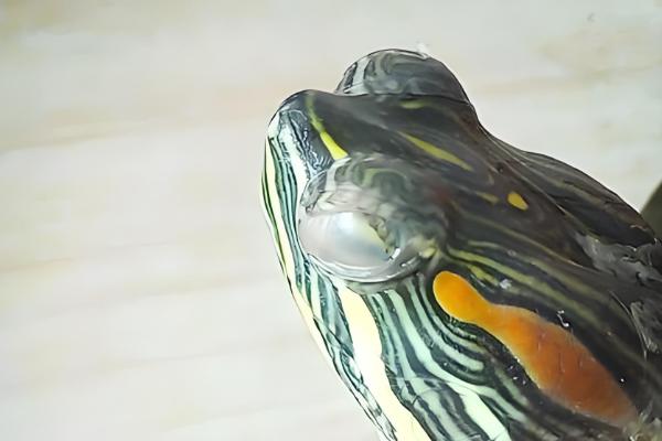 红霉素软膏可以擦乌龟眼睛吗，不可以擦