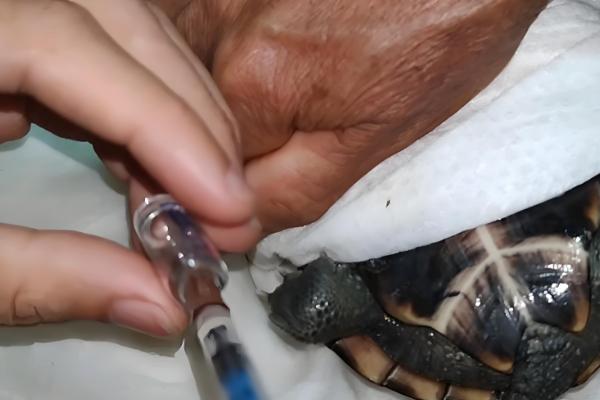 红霉素软膏可以擦乌龟眼睛吗，不可以擦