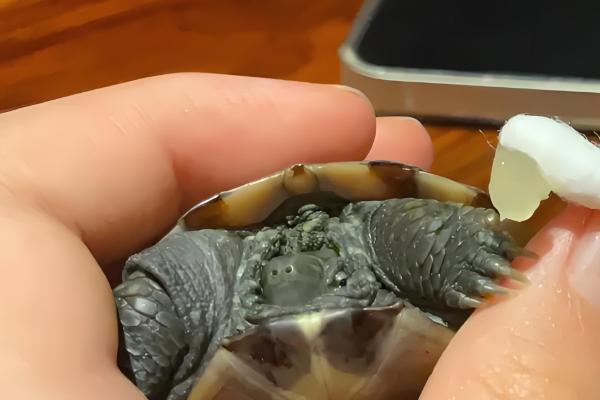 红霉素软膏可以擦乌龟眼睛吗，不可以擦