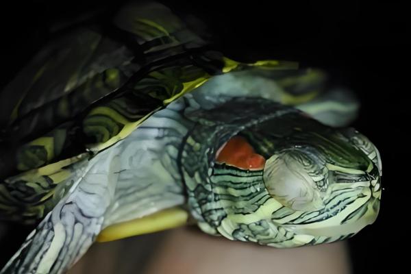 红霉素软膏可以擦乌龟眼睛吗，不可以擦