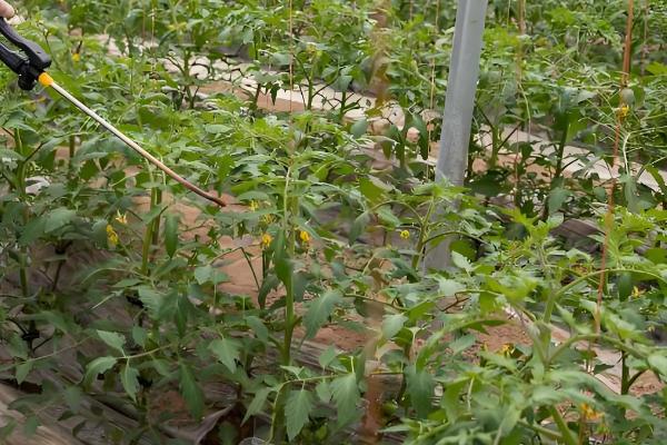 西红柿适合打什么农药，百菌清、代森锰锌等药物都可以使用