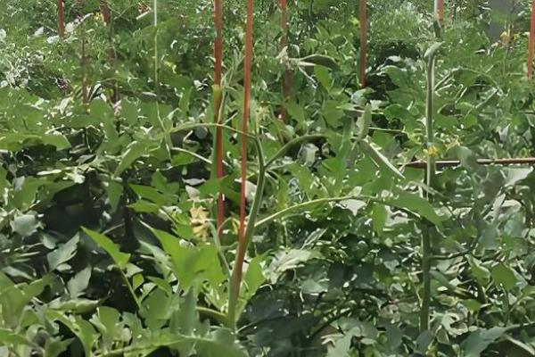 西红柿适合打什么农药，百菌清、代森锰锌等药物都可以使用