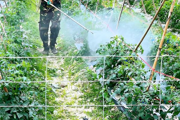 西红柿适合打什么农药，百菌清、代森锰锌等药物都可以使用