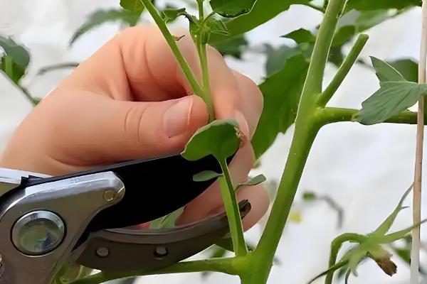 西红柿适合打什么农药，百菌清、代森锰锌等药物都可以使用