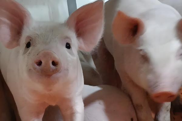 一个多月的小猪不吃食怎么处理,更换优质饲料