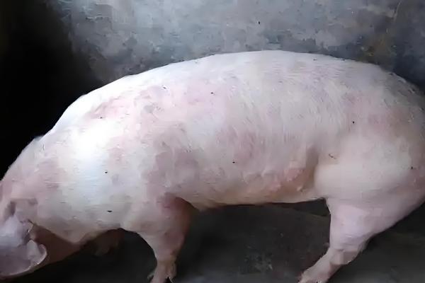 一个多月的小猪不吃食怎么处理,更换优质饲料