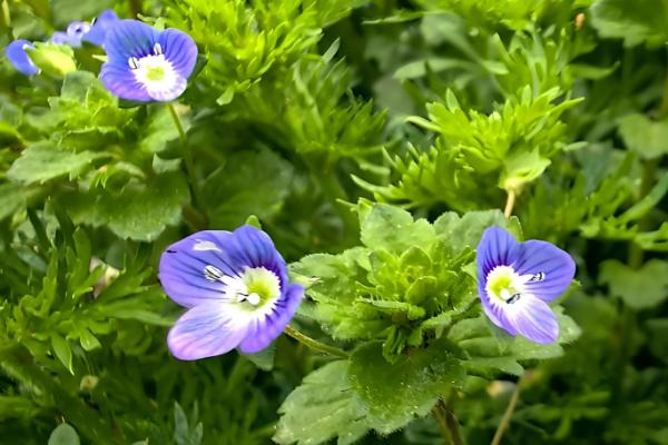 阿拉伯婆婆纳的寓意,寓意健康