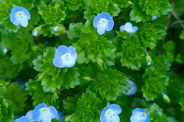 阿拉伯婆婆纳的寓意,寓意健康