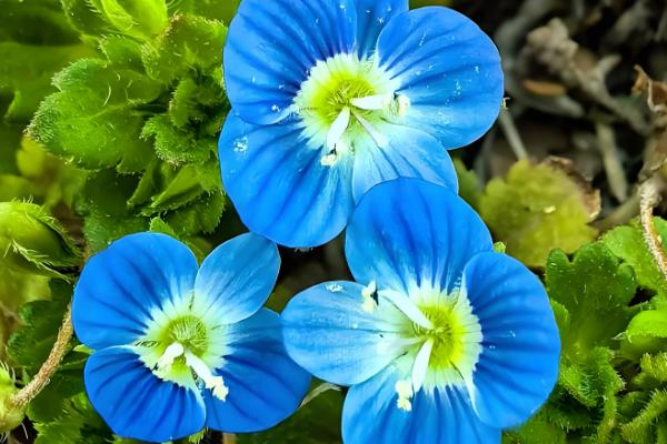 阿拉伯婆婆纳的寓意,寓意健康