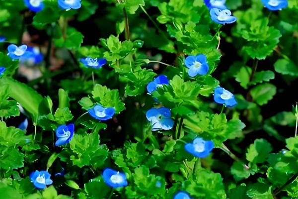 阿拉伯婆婆纳的寓意,寓意健康