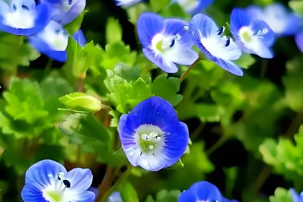 阿拉伯婆婆纳的寓意,寓意健康