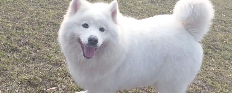 狗狗得皮肤病怎么办，细菌、真菌、寄生虫感染导致皮肤病